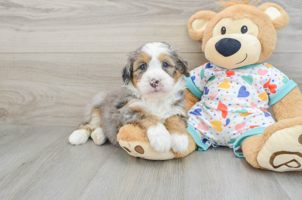 6 week old Mini Bernedoodle Puppy For Sale - Florida Fur Babies