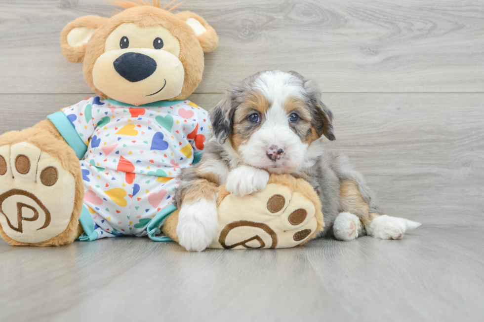 Mini Bernedoodle Puppy for Adoption