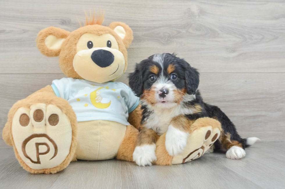 5 week old Mini Bernedoodle Puppy For Sale - Florida Fur Babies