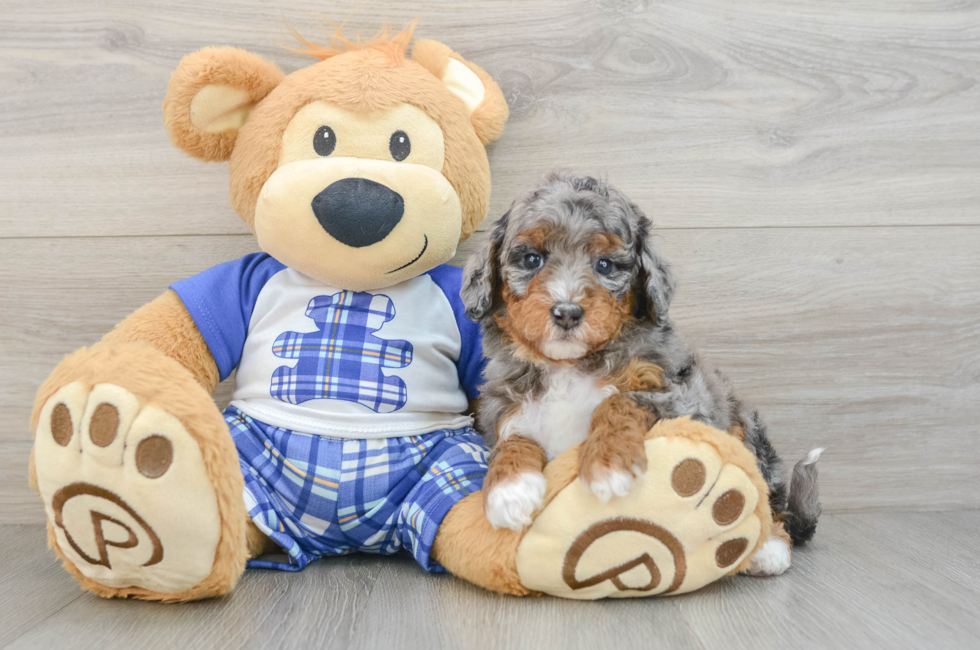 6 week old Mini Bernedoodle Puppy For Sale - Florida Fur Babies