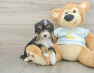 8 week old Mini Bernedoodle Puppy For Sale - Florida Fur Babies
