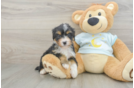 Best Mini Bernedoodle Baby