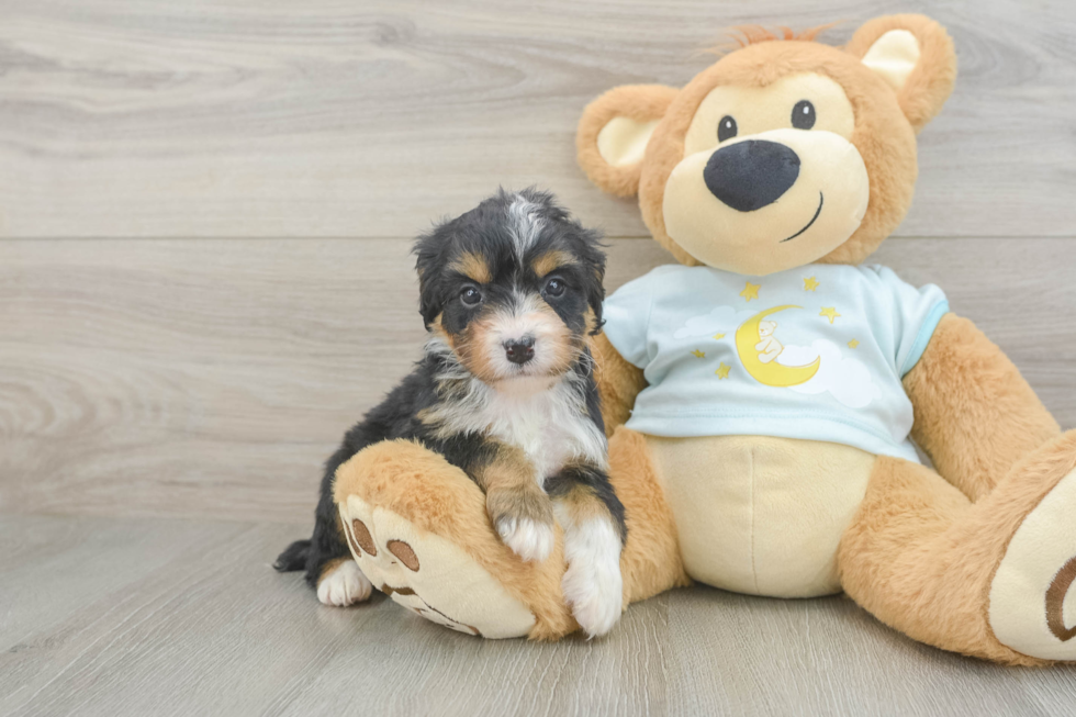 Best Mini Bernedoodle Baby