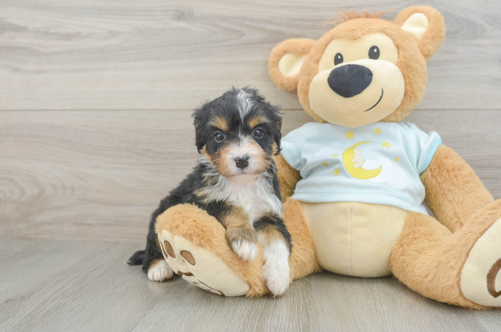 9 week old Mini Bernedoodle Puppy For Sale - Florida Fur Babies
