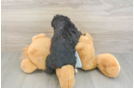 Mini Bernedoodle Puppy for Adoption