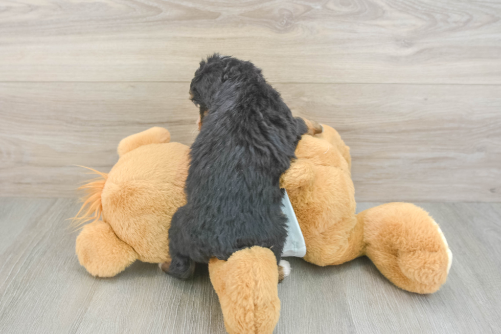Mini Bernedoodle Puppy for Adoption