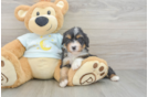 Playful Mini Berniedoodle Poodle Mix Puppy
