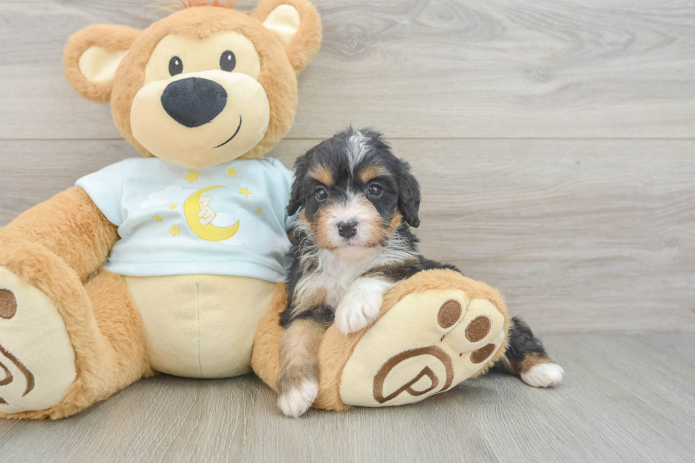 Playful Mini Berniedoodle Poodle Mix Puppy