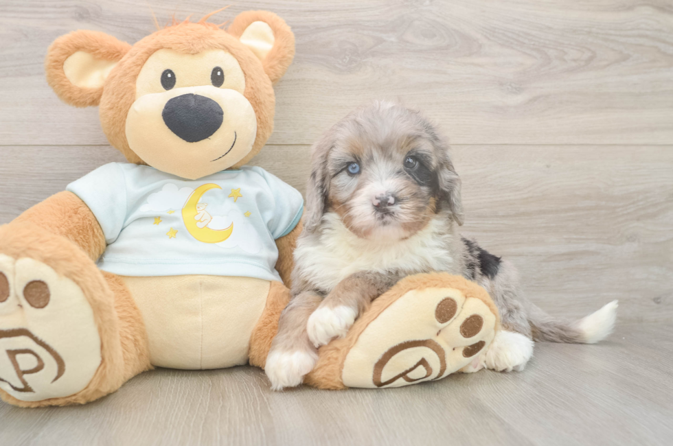 5 week old Mini Bernedoodle Puppy For Sale - Florida Fur Babies