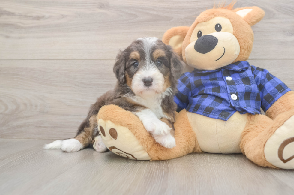 5 week old Mini Bernedoodle Puppy For Sale - Florida Fur Babies