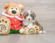 5 week old Mini Bernedoodle Puppy For Sale - Florida Fur Babies