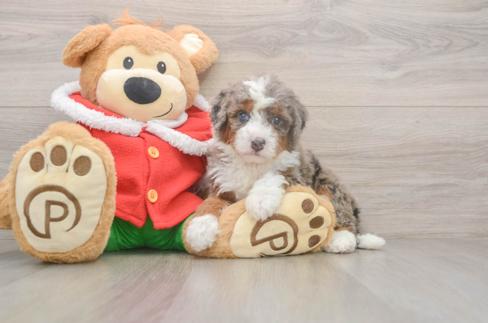 5 week old Mini Bernedoodle Puppy For Sale - Florida Fur Babies