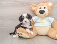 5 week old Mini Bernedoodle Puppy For Sale - Florida Fur Babies
