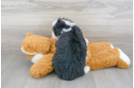 Meet Dream - our Mini Bernedoodle Puppy Photo 3/3 - Florida Fur Babies