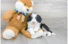 Meet Dream - our Mini Bernedoodle Puppy Photo 2/3 - Florida Fur Babies