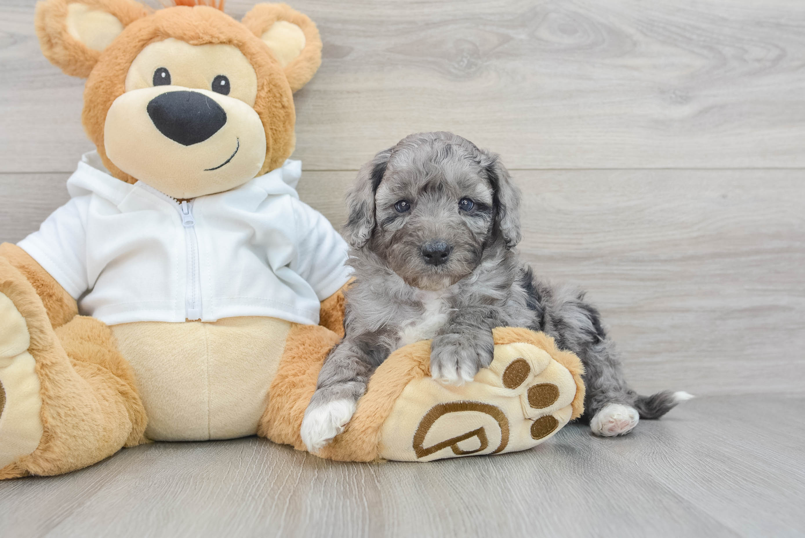Small Mini Bernedoodle Baby