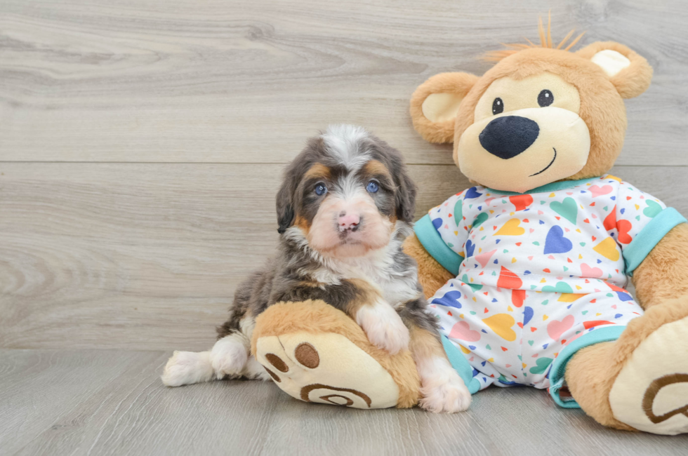 6 week old Mini Bernedoodle Puppy For Sale - Florida Fur Babies