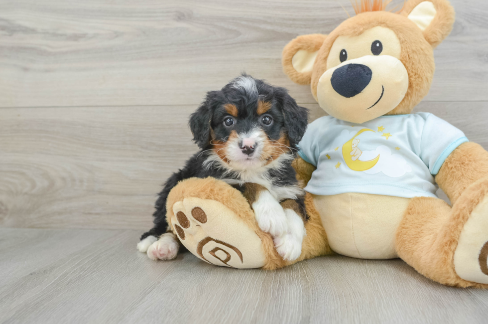 5 week old Mini Bernedoodle Puppy For Sale - Florida Fur Babies