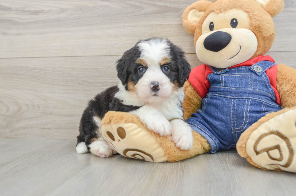 5 week old Mini Bernedoodle Puppy For Sale - Florida Fur Babies