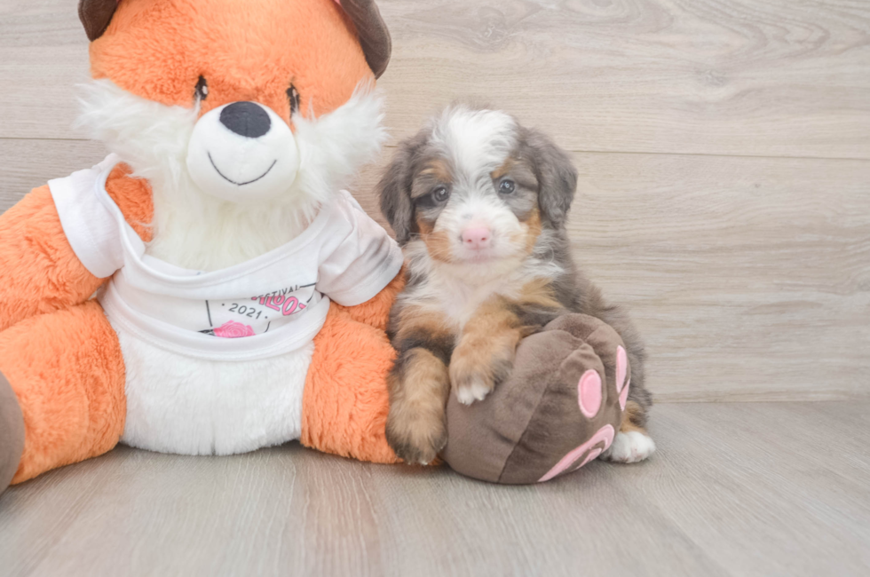 5 week old Mini Bernedoodle Puppy For Sale - Florida Fur Babies