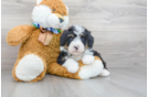 Meet Dunkin - our Mini Bernedoodle Puppy Photo 1/3 - Florida Fur Babies
