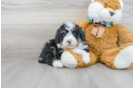 Meet Dunkin - our Mini Bernedoodle Puppy Photo 2/3 - Florida Fur Babies