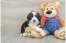 Best Mini Bernedoodle Baby