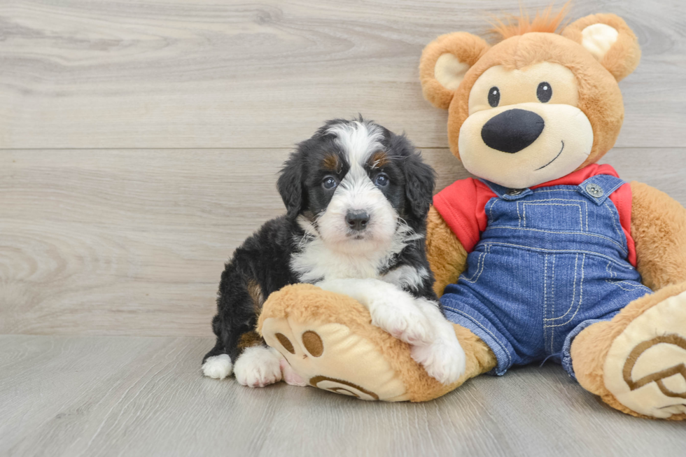 Best Mini Bernedoodle Baby