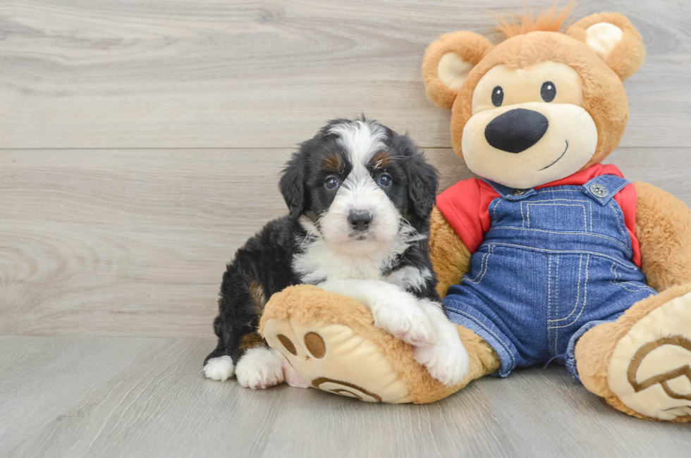 5 week old Mini Bernedoodle Puppy For Sale - Florida Fur Babies