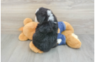 Funny Mini Bernedoodle Poodle Mix Pup