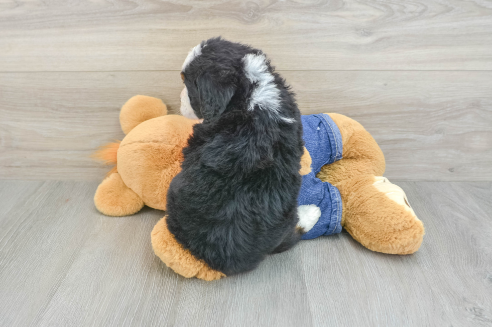 Funny Mini Bernedoodle Poodle Mix Pup