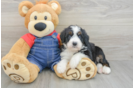 Small Mini Bernedoodle Baby