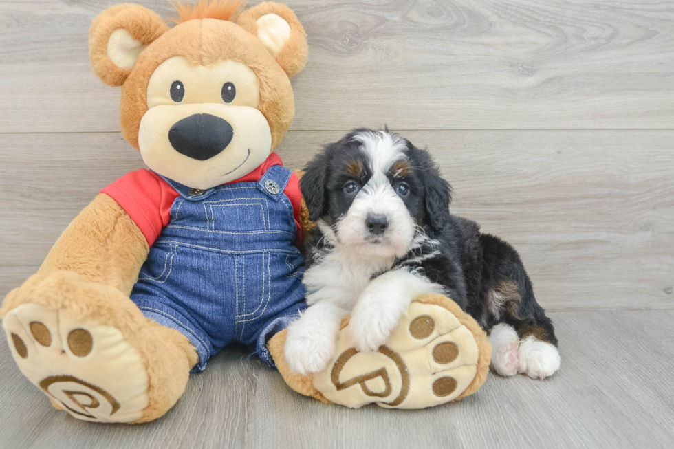 Small Mini Bernedoodle Baby