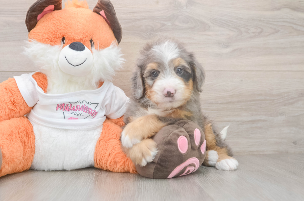 5 week old Mini Bernedoodle Puppy For Sale - Florida Fur Babies
