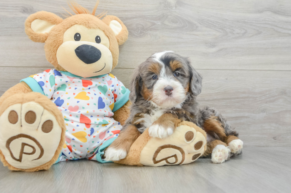 5 week old Mini Bernedoodle Puppy For Sale - Florida Fur Babies