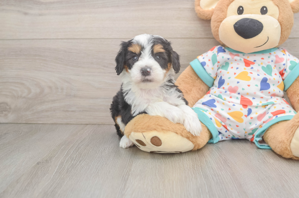 5 week old Mini Bernedoodle Puppy For Sale - Florida Fur Babies
