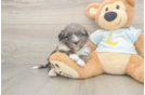 Mini Bernedoodle Puppy for Adoption