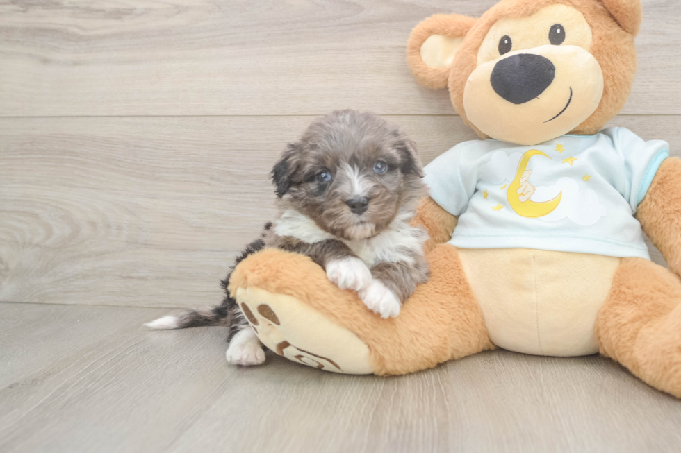 Mini Bernedoodle Puppy for Adoption