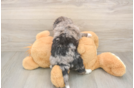 Small Mini Bernedoodle Baby