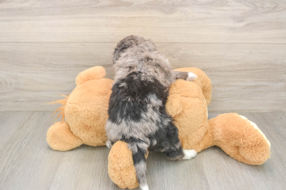 Small Mini Bernedoodle Baby
