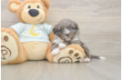 Mini Bernedoodle Puppy for Adoption