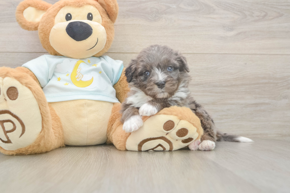 Mini Bernedoodle Puppy for Adoption