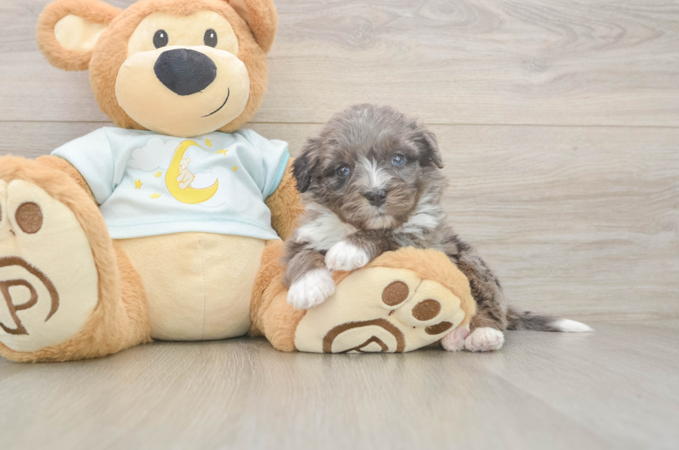 5 week old Mini Bernedoodle Puppy For Sale - Florida Fur Babies