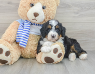 7 week old Mini Bernedoodle Puppy For Sale - Florida Fur Babies