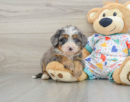 8 week old Mini Bernedoodle Puppy For Sale - Florida Fur Babies