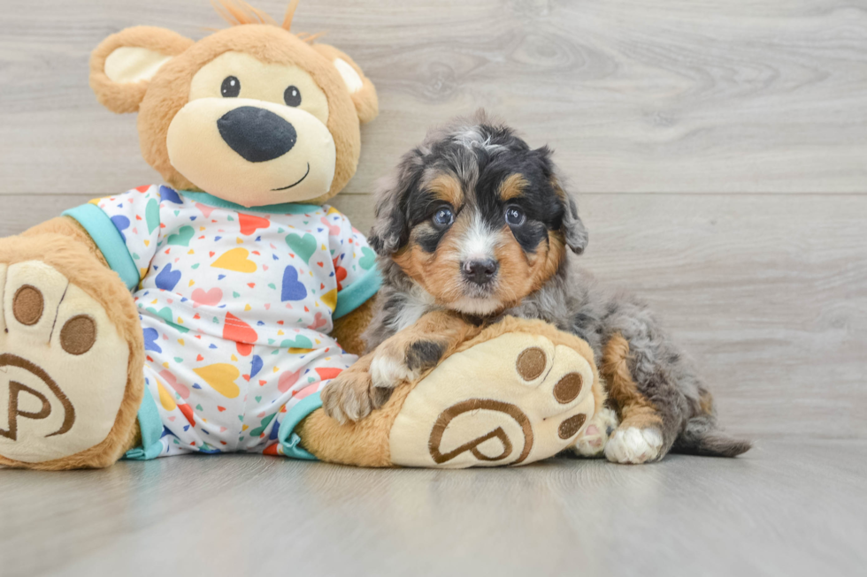 Fluffy Mini Bernedoodle Poodle Mix Pup