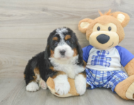 5 week old Mini Bernedoodle Puppy For Sale - Florida Fur Babies