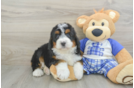Friendly Mini Bernedoodle Baby