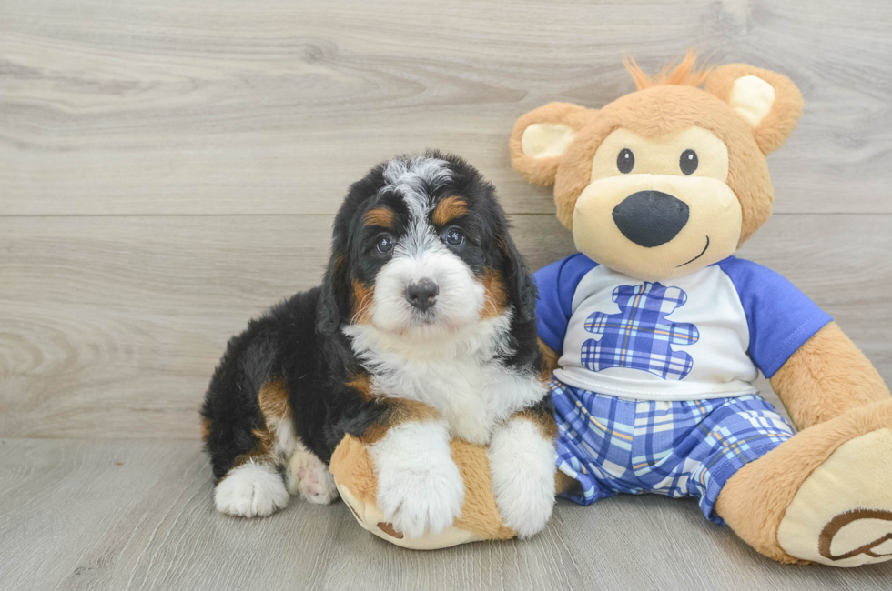 5 week old Mini Bernedoodle Puppy For Sale - Florida Fur Babies