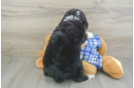 Mini Bernedoodle Puppy for Adoption